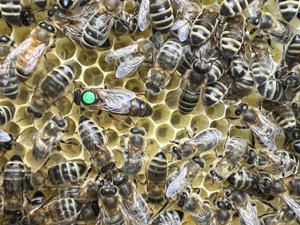 Image 19 of Langstroth Spring Bee Nucs 2024