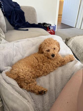 Image 3 of 13 week old female toy poodle for sale