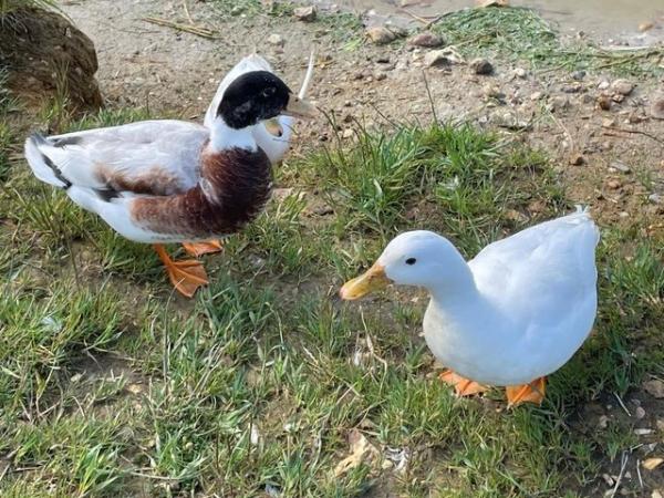 Image 5 of Call Ducks For Sale 3 x Friendly Drakes