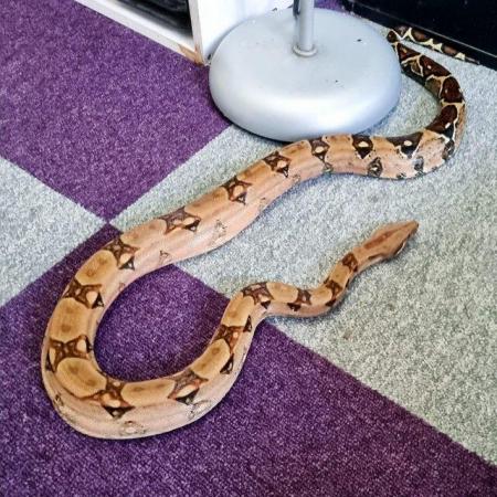 Image 4 of Red tail boa for sale :) :) :)