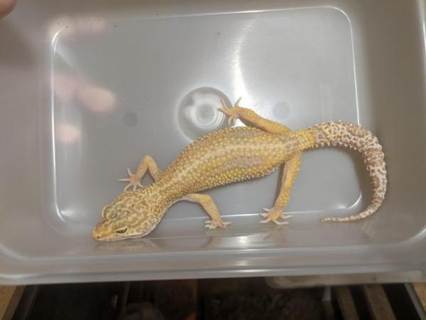 Image 10 of Some stunning leopard geckos males and females