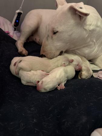 Image 4 of 1 Male, 2 Female KC Registered Bull Terrier Puppies