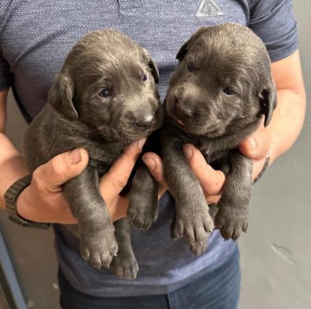 Image 10 of Stunning - Silver & Charcoal Labrador Pups