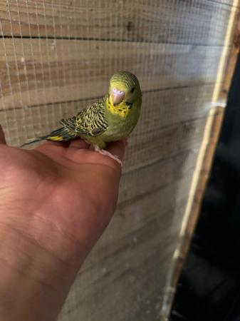 Image 6 of Baby budgies for sale £30 each collection mk404nn