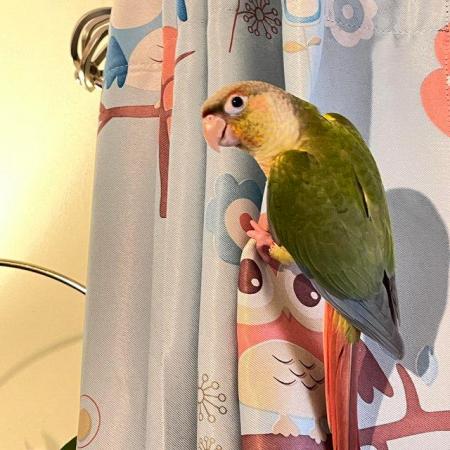 Image 5 of Conure parrot pineapple parakeet bird for sale ready now