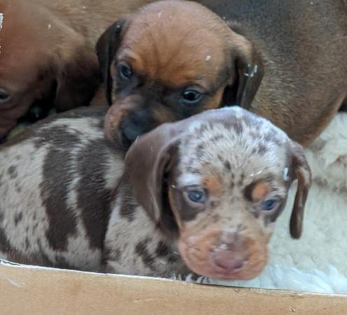 Image 1 of Dachshund Puppies available males and females