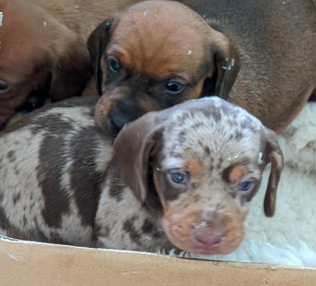 Preview of the first image of Dachshund Puppies available males and females.