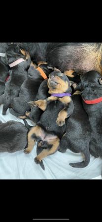 Image 7 of KC registered Rottweiler puppies ready to leave