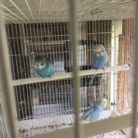 Image 1 of baby blue budgies for sale East Harling.