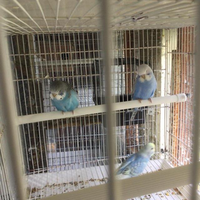 Preview of the first image of baby blue budgies for sale East Harling..