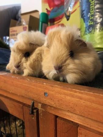 Image 5 of Gorgeous long haired Peruvian Guinea Pigs for sale