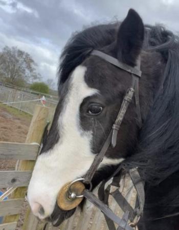 Image 2 of Ronnie 13.1hh cob x trotter