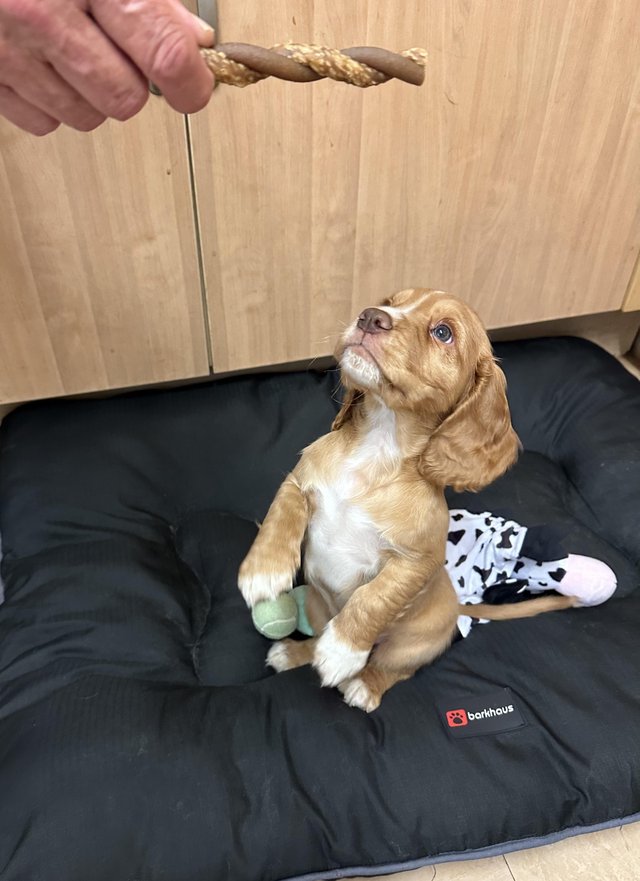 Preview of the first image of Ready Now KC reg fully health tested Cocker Spaniel puppies.