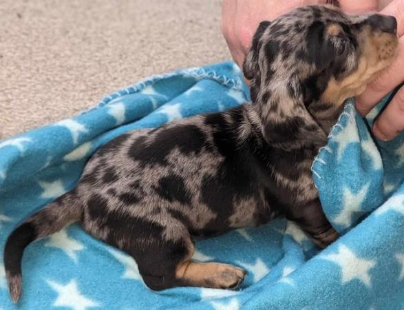 Image 6 of Ready now!!! KC registered miniature dachshunds for sale