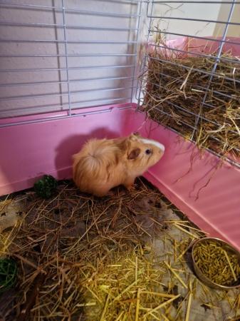Image 6 of Male Guinea pig for sale