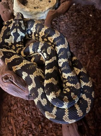 Image 4 of Pair of Jungle Carpet Pythons