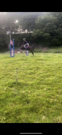 Image 1 of 12hh first pony or lead rein