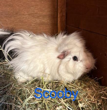 Image 3 of Rescue Guinea Pigs (with advice and guidance) for Adoption