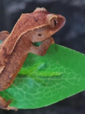 Image 7 of Beautiful Crested Geckos!!! (ONLY 1 LEFT)