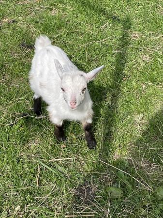 Image 2 of Pygmy goat kid has been bottle fed