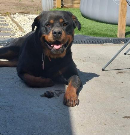 Image 2 of 6 Chunky KC registered Rottweiler Puppies