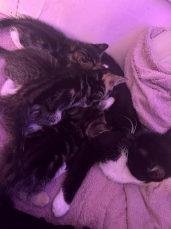 Image 2 of 3 beautiful tabby kittens for sale