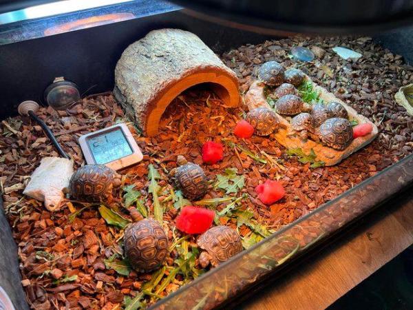 Image 2 of Baby Leopard Tortoises looking for there new homes