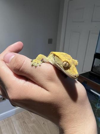 Image 3 of 3 year old crested gecko in need of a new home asap