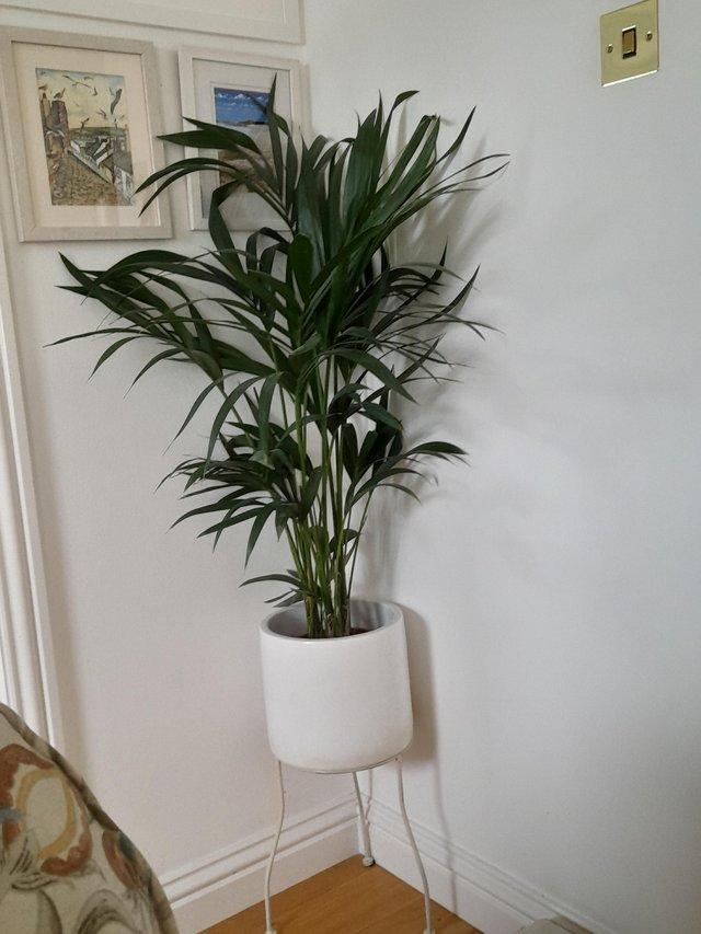 Preview of the first image of Indoor plant parlour palm.
