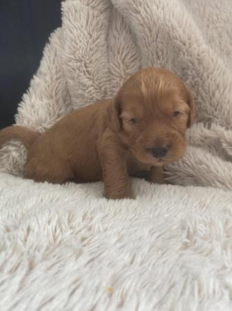 Image 9 of F1 cockapoo puppies looking for forever homes