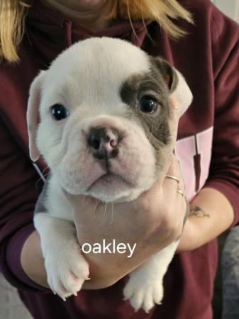 Image 7 of Olde tyme bulldog puppies looking for their forever homes