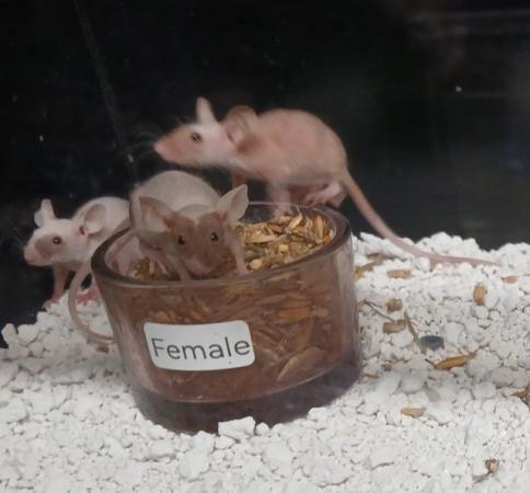 Image 12 of Naked Mice , Males and Females