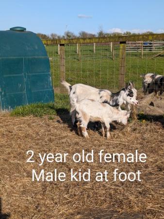 Image 2 of Various Pygmy and Guernsey Goats for Sale