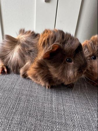 Image 5 of Now Reserved. very handsome funky male baby guinea pigs