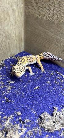 Image 4 of male leopard gecko with 3 ft viv, equip, heated with light.