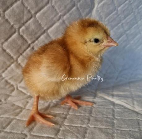 Image 3 of Selection of pure breed chicks bantam and large fowl