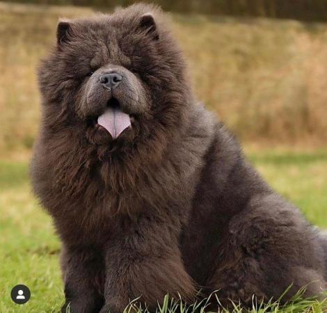 Image 2 of BLUE CHOW CHOW FOR STUD DUTIES