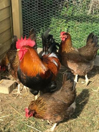 Image 1 of Welsummer Large Fowl Hatching Chicken eggs x 6