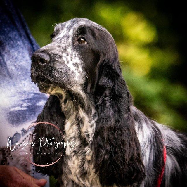 Preview of the first image of BEAUTIFUL SHOW BLUE ROAN COCKER SPANIEL PROVEN..