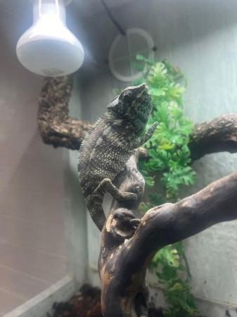 Image 3 of Red Ambanja panther Chameleon Male For Sale