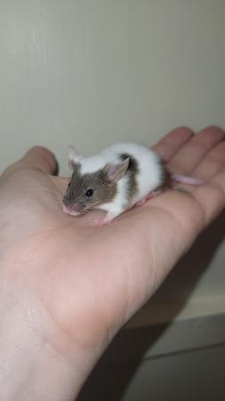 Image 10 of Ready now, beautiful baby mice £2.50 great pets
