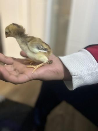 Image 10 of Aseel chicks for sale very  healthy