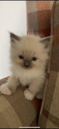 Image 1 of Pure Ragdoll kittens available now