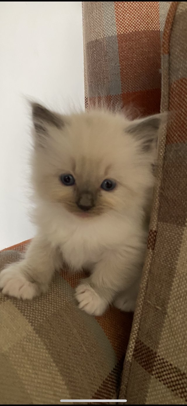 Preview of the first image of Pure Ragdoll kittens available now.