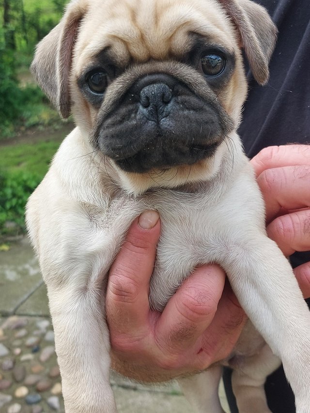Preview of the first image of Kc registered Pug puppies.