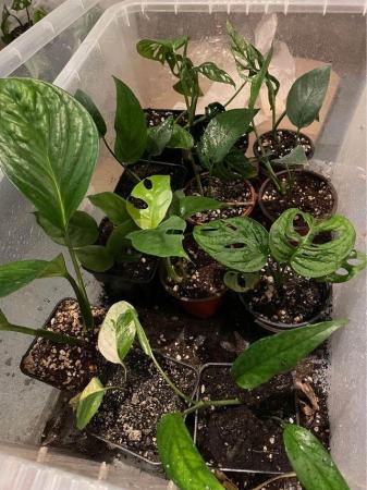 Image 3 of Various house plants, varying prices