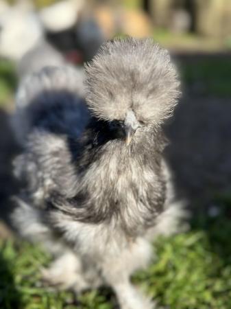 Image 1 of All different coloured Silkie chicks for sale