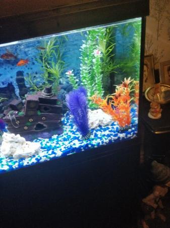 Image 3 of 6 month old fish tank for sale