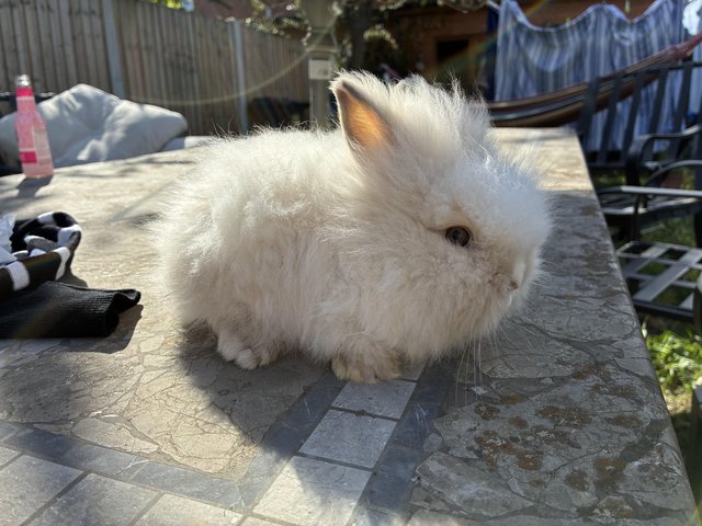 Last little boy lionhead baby — photo 3 of 4
