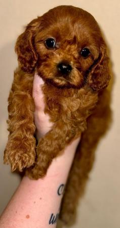 Image 3 of Perfect cavapoo puppies looking 4 new homes